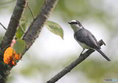 見返りサンショウクイ