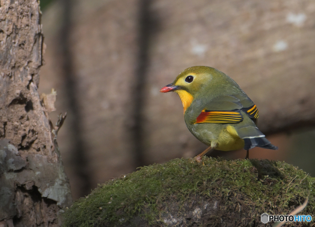 キメ顔のソウシチョウ