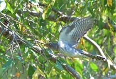 ツツドリの飛翔