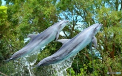 森の海豚たち
