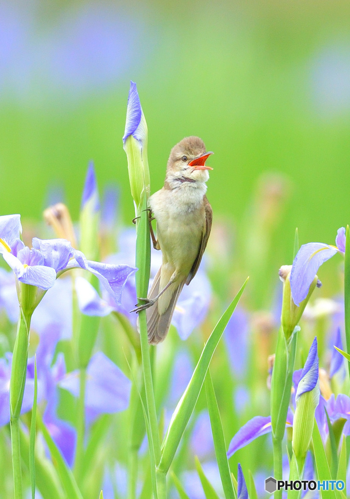 花菖蒲にオオヨシキリ⑬