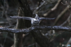 さあ、行くよ～