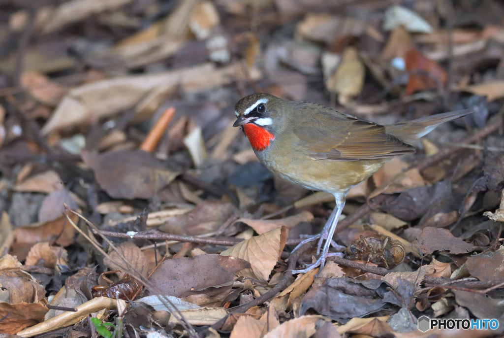 カメラ目線のノゴマくん