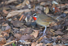 カメラ目線のノゴマくん