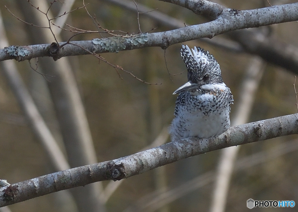 在庫のヤマセミ