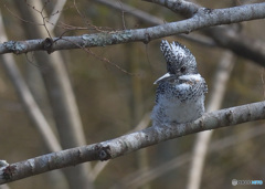 在庫のヤマセミ