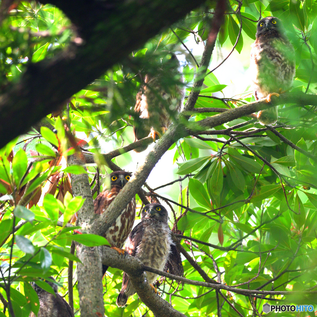 アオバズクの家族