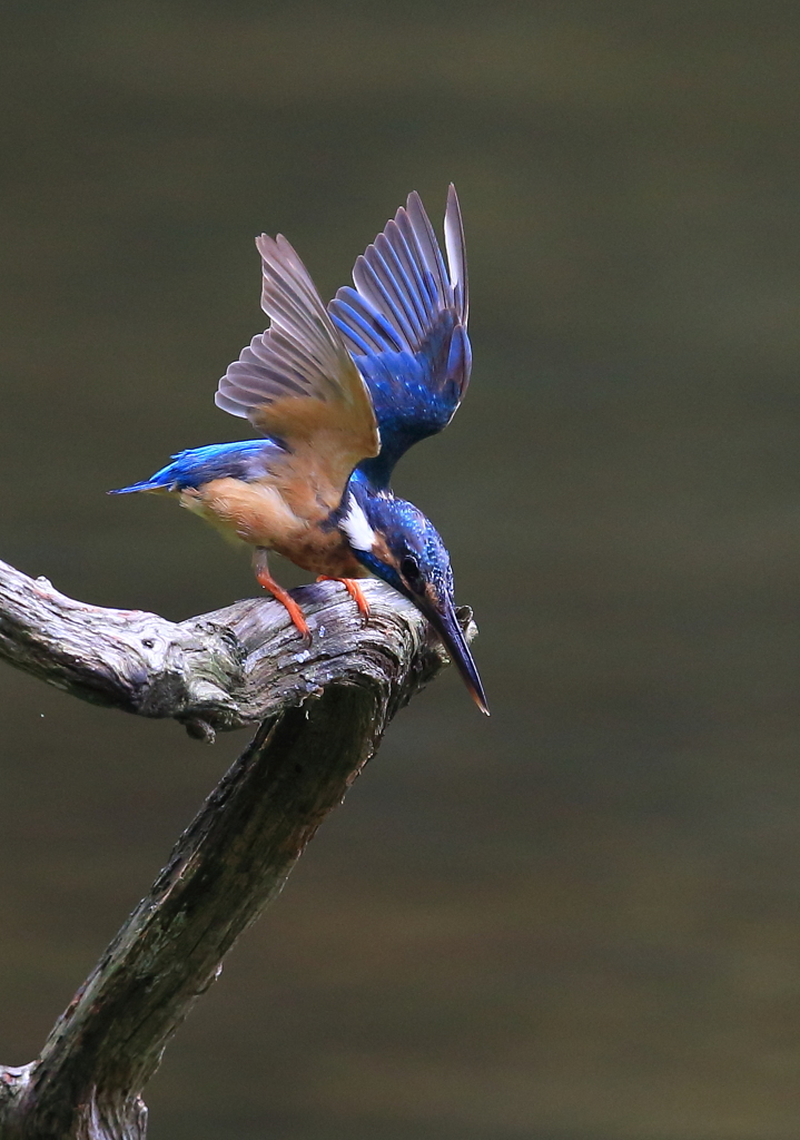 さあ行くよ！Ⅱ