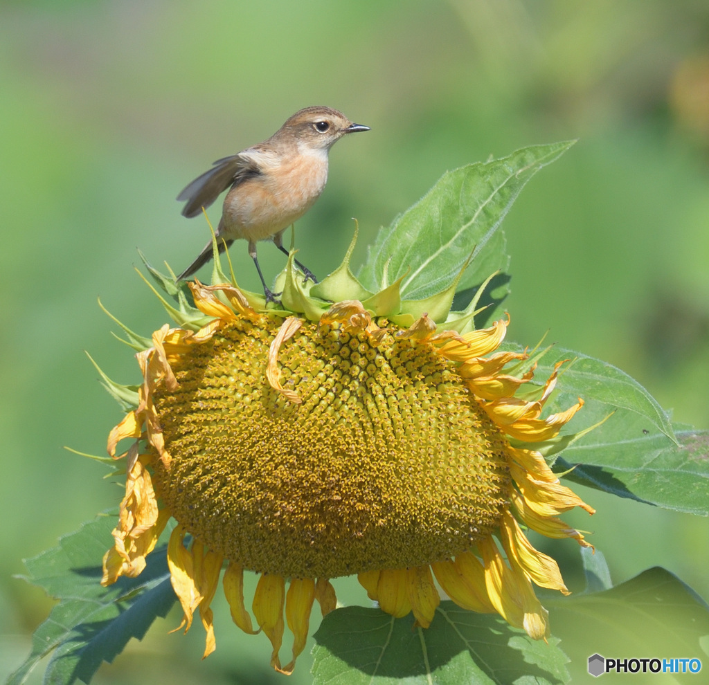向日葵にノビタキⅢ