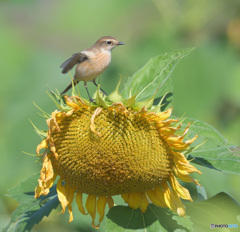 向日葵にノビタキⅢ