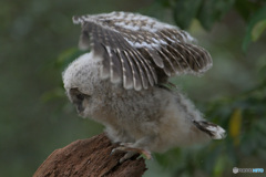 フクロウのヒナH