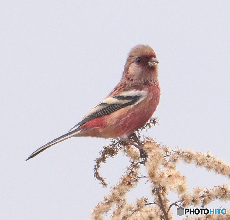ベニマシコ君②