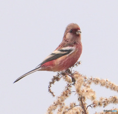 ベニマシコ君②