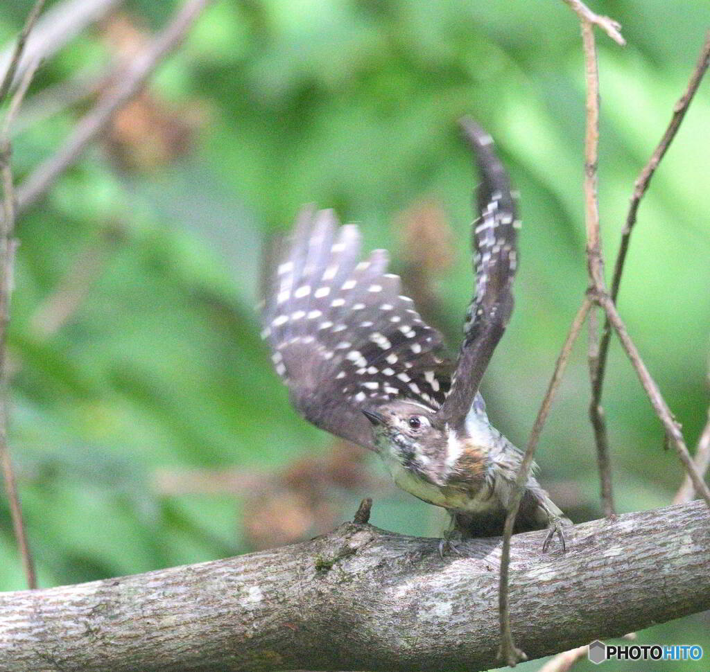 元気なコゲラさん