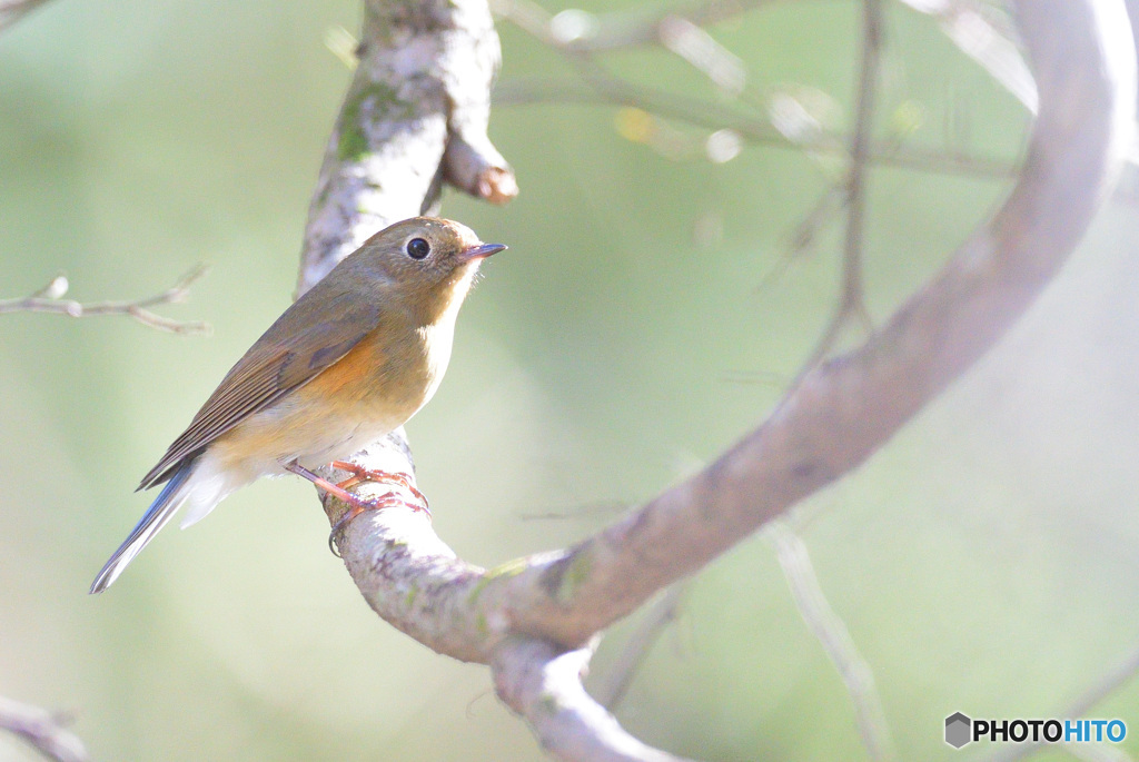 本日のルリ子さん