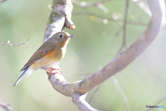 本日のルリ子さん