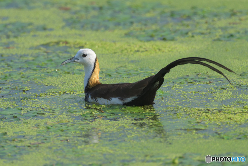 初めてのレンカク⑥