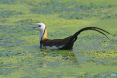 初めてのレンカク⑥