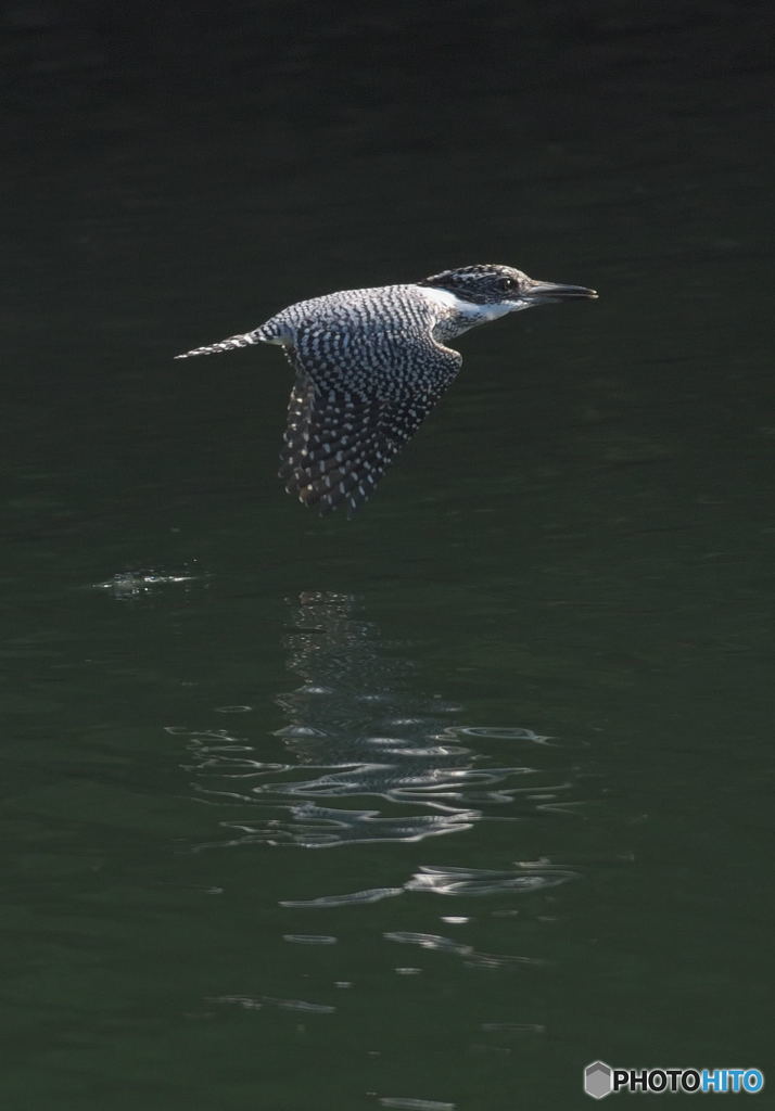 ヤマセミのローパスⅢ