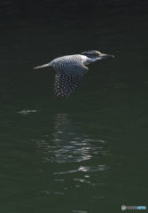 ヤマセミのローパスⅢ