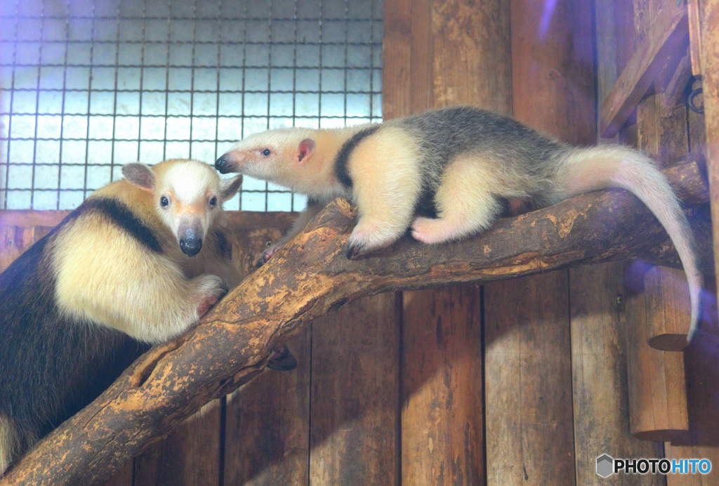 コアリクイの親子