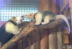 コアリクイの親子