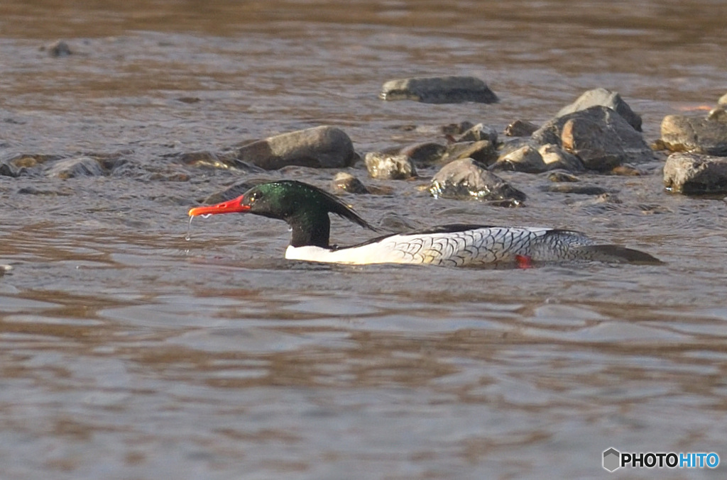 初めてのコウライアイサ