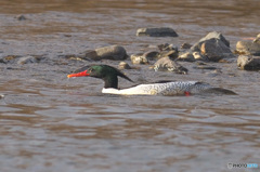 初めてのコウライアイサ