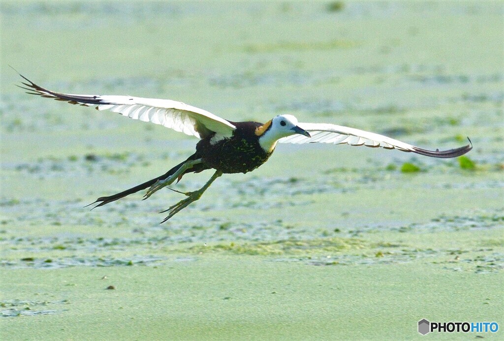 ひらりレンカクさん