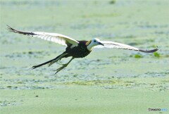 ひらりレンカクさん