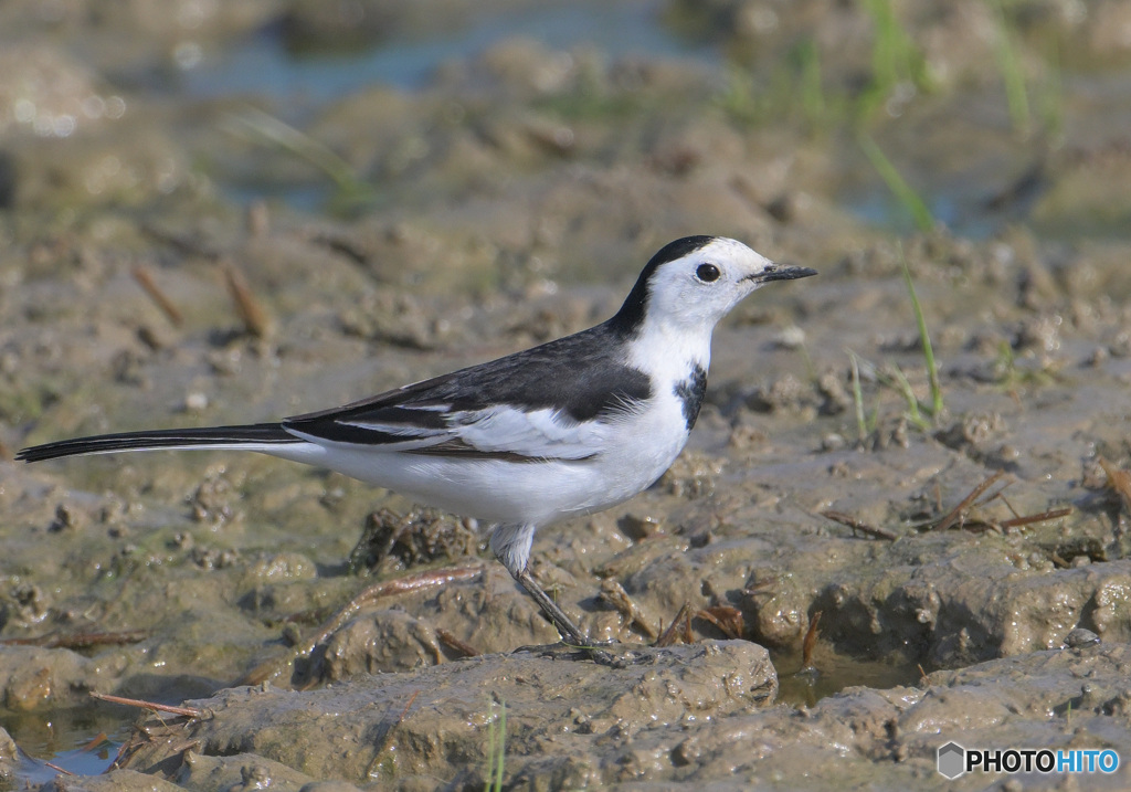 初めてのホオジロハクセキレイ