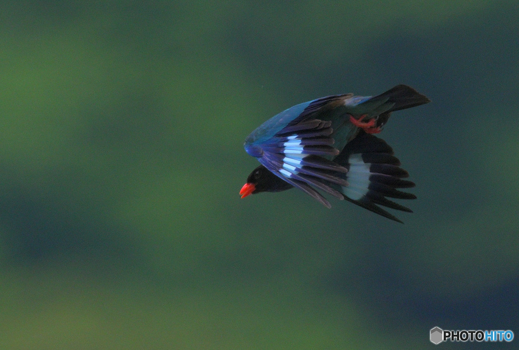 ブッポウソウ2022⑬