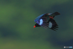 ブッポウソウ2022⑬