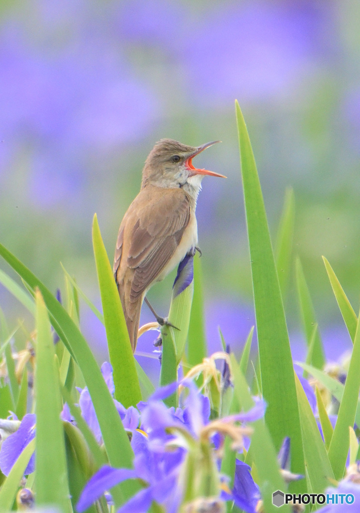 オクラレルカにオオヨシキリ㉟