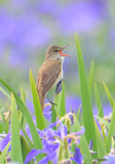 オクラレルカにオオヨシキリ㉟