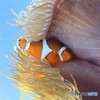 カクレクマノミさん