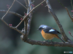 紅梅にジョウビタキ②