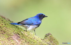 青い鳥