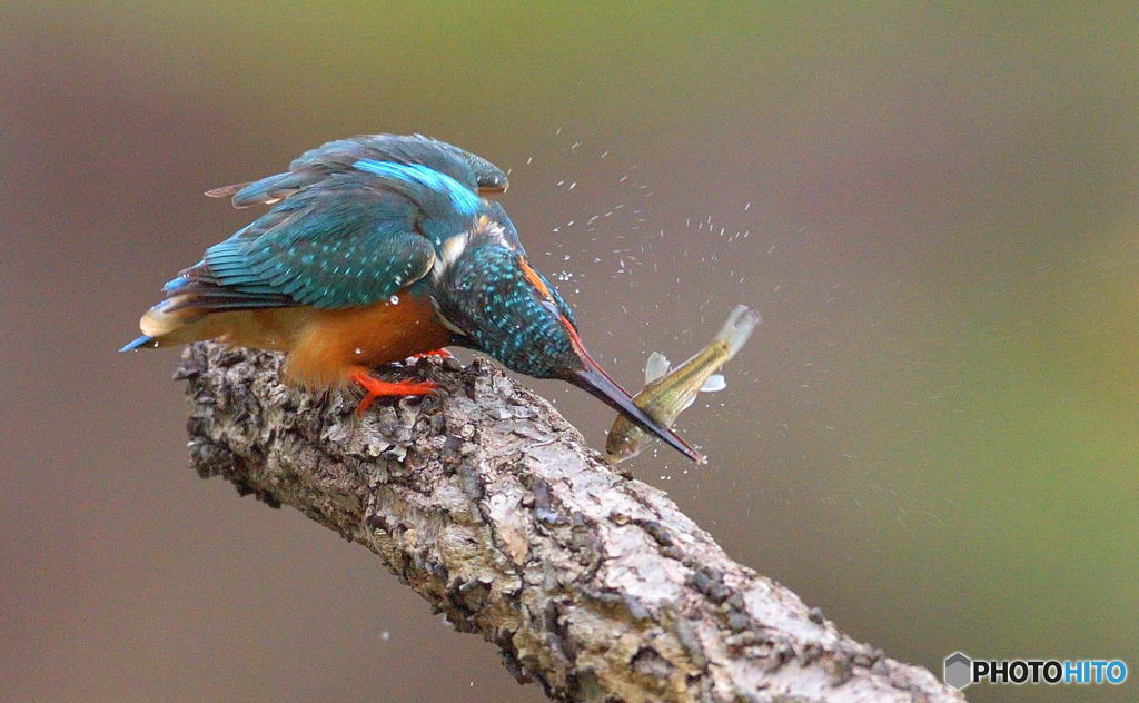 今日もバシッとね