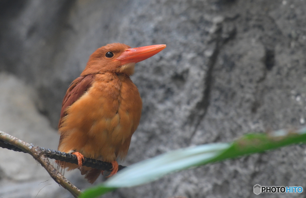 上野のアカショウビンⅡ