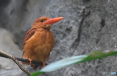 上野のアカショウビンⅡ