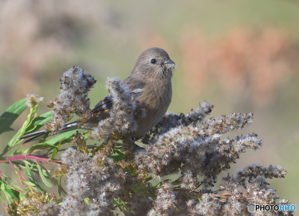 本日のベニマシコさん