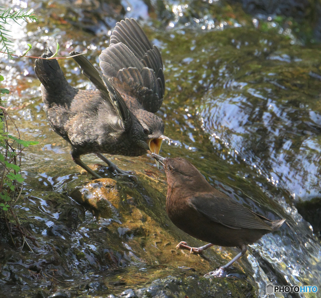 カワガラスの親子