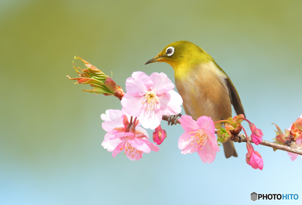 河津桜にメジロ⑩