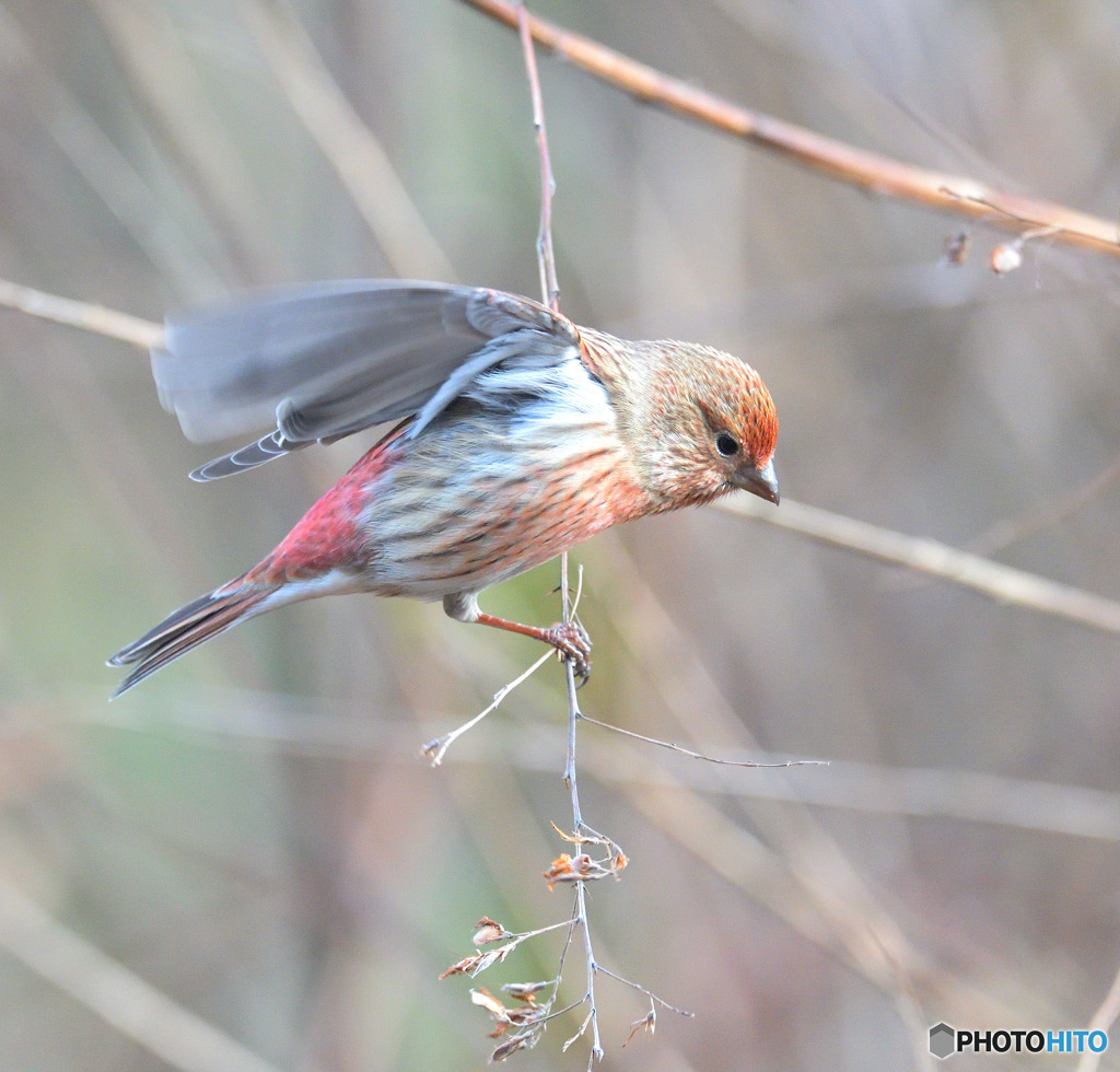 元気なオオマシコさん