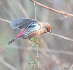 元気なオオマシコさん