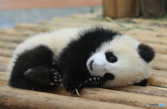 アンニュイ仔パンダ