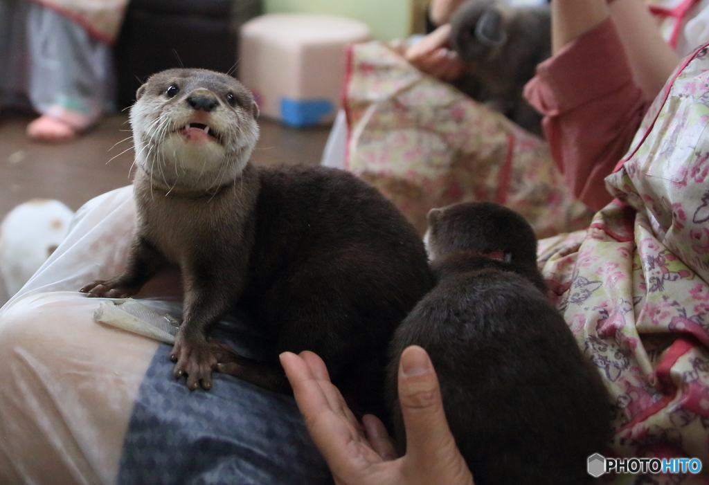 ちびウソⅡ