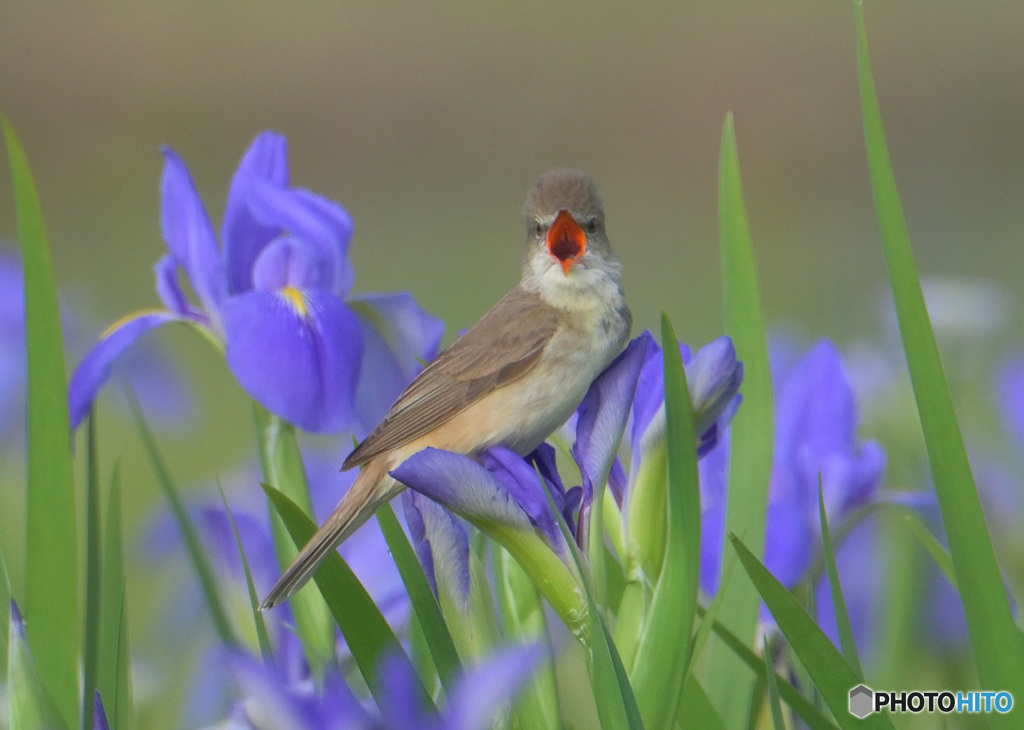 オクラレルカにオオヨシキリ㉕