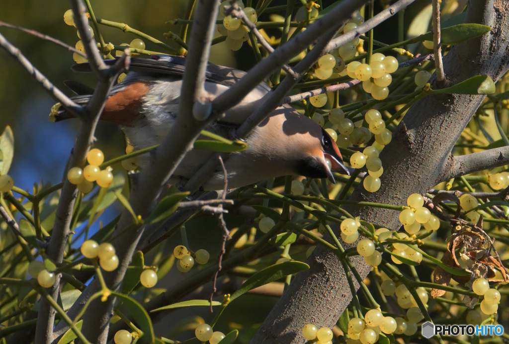 採食中のキレンジャク②
